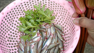 시엠립 시골 마을에서 잡은 귀여운 민물고기 젓갈로 갈려질 위기