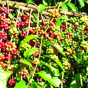 캄보디아산 커피원두의 생산과 전망