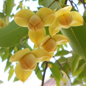 캄보디아의 향기로운 꽃나무
