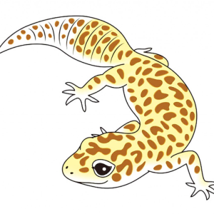동남아 여행 어느나라에 가도 볼 수 있는 Gecko 도마뱀 똑까에